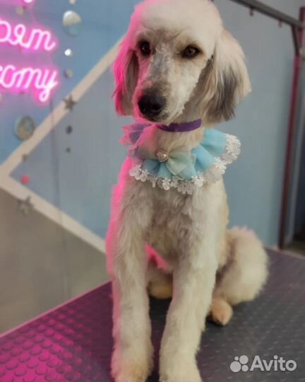 Собака Гера в добрые руки