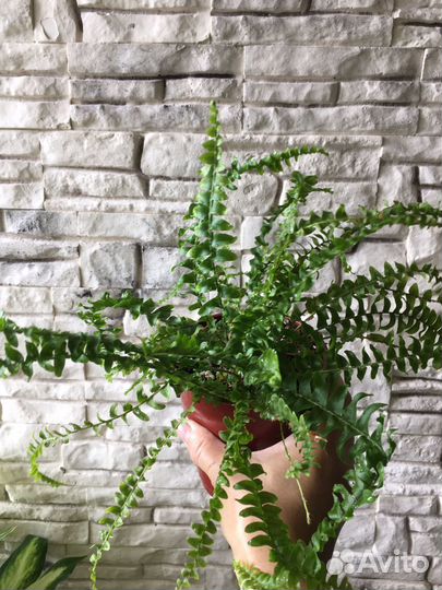 Папоротник;Дримиоптис