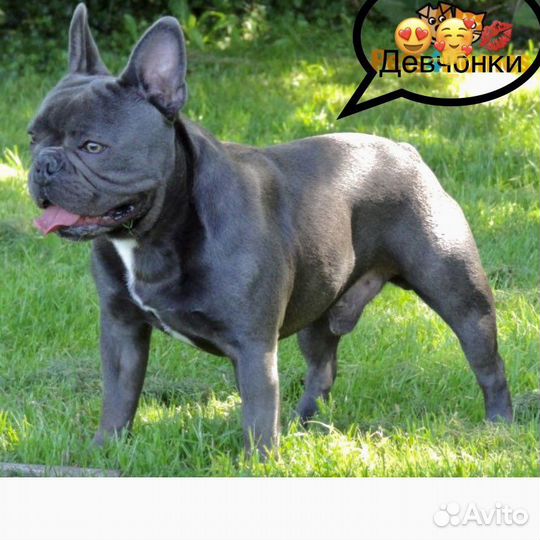 Вязка голубой француз бульдог