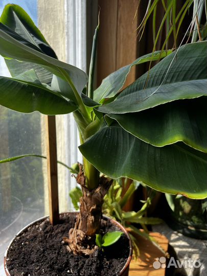 Бронь. Банановая пальма