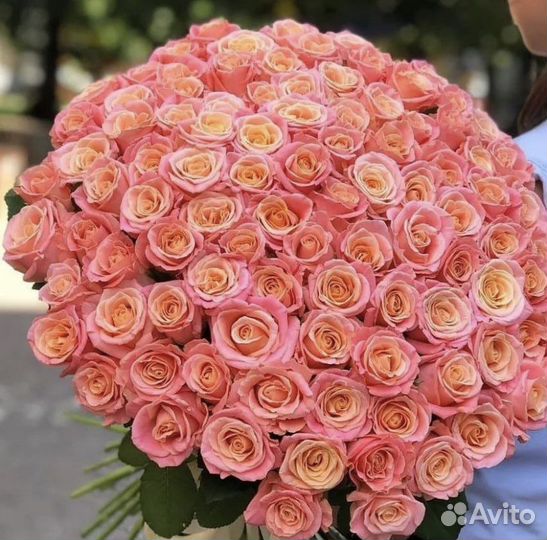101 роза, 51 роза, 151 роза букет гигант