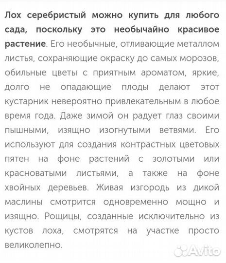 Саженцы Туи и кустарника Лох серебристый