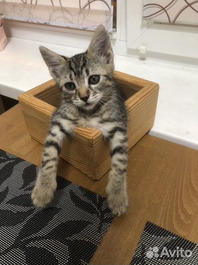 Отдам котенка в добрые руки