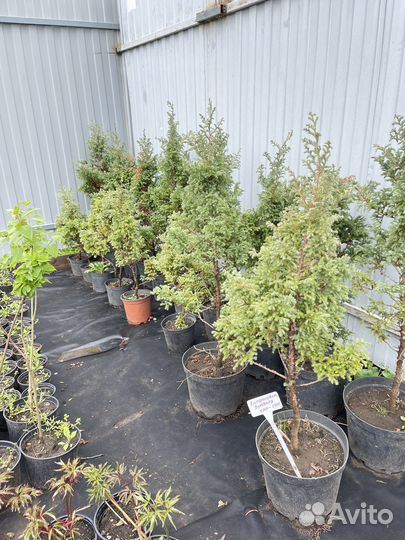 Кипарисовик Булевард (Boulevard)