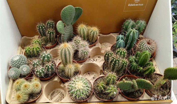 Кактусы и суккуленты