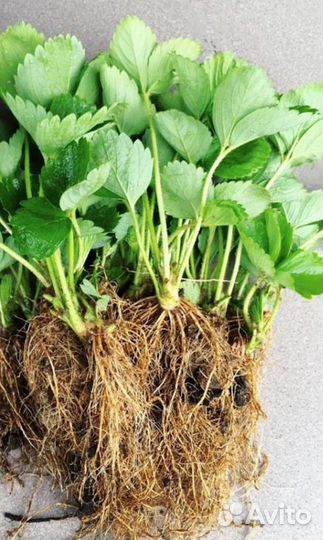 Рассада клубники Азия Клери Сандра Сирия Флоренс