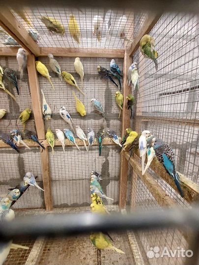 Волнистый попугай