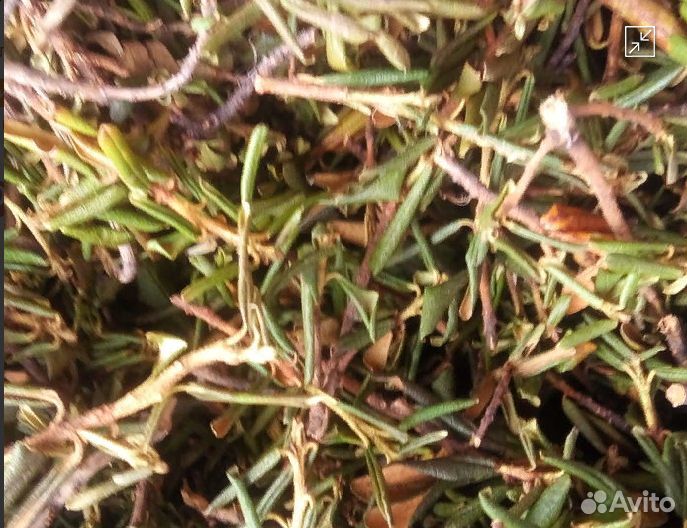 Саган Дайля. Рододендрон Адамса. фито чай