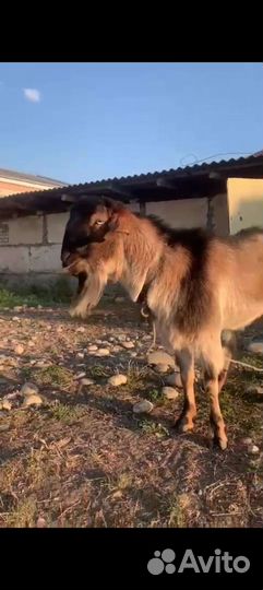 Козел баран лакон