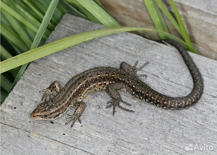 Живородящая ящерица