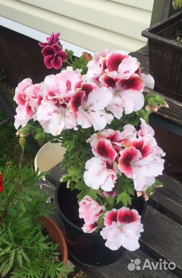 Пеларгония