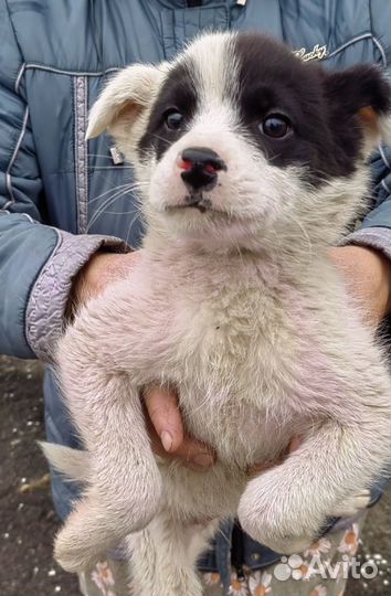 Щенки-девочки