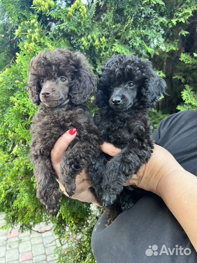 Той-пудель девочки