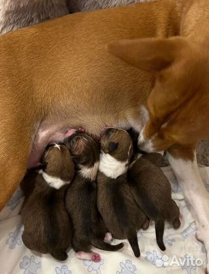 Щенки басенджи