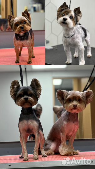 Груминг (стрижка, вычесывание, тримминг) собак