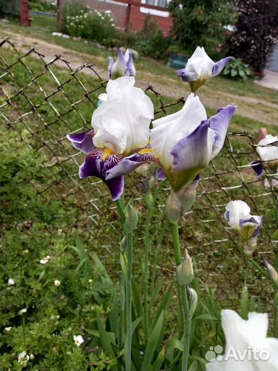 Многолетние садовые цветы