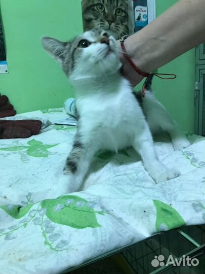 Молодая кошка (6 мес)