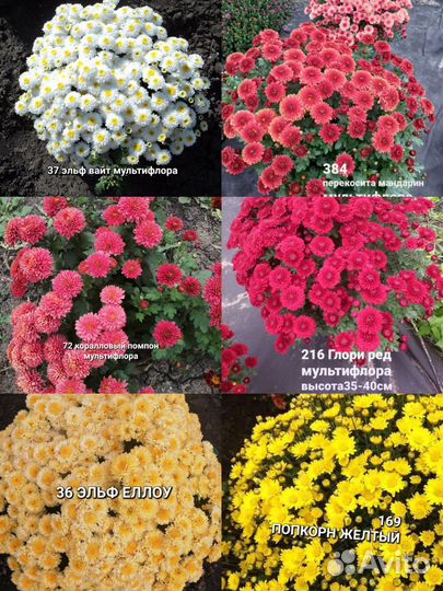 Хризантемы мультифлора