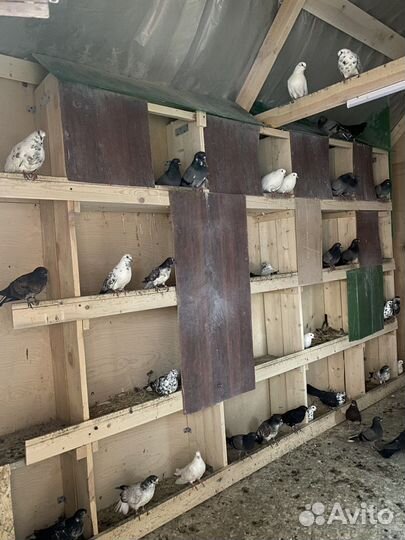 Продажа голубей