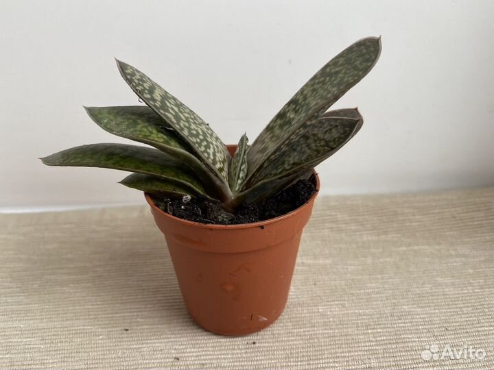 Суккуленты гастерия