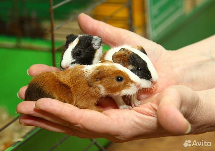 Продаю гладких морских свинок малыши