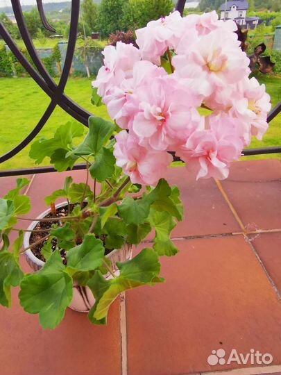 Пеларгония герань сортовая