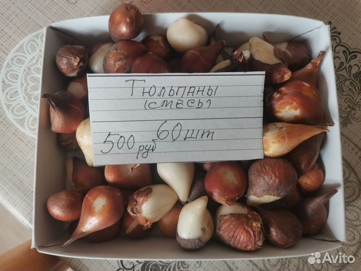 Луковицы тюльпанов и нарциссов