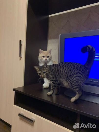 Кошечка в добрые руки