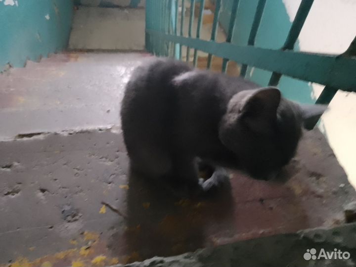 Черный котенок