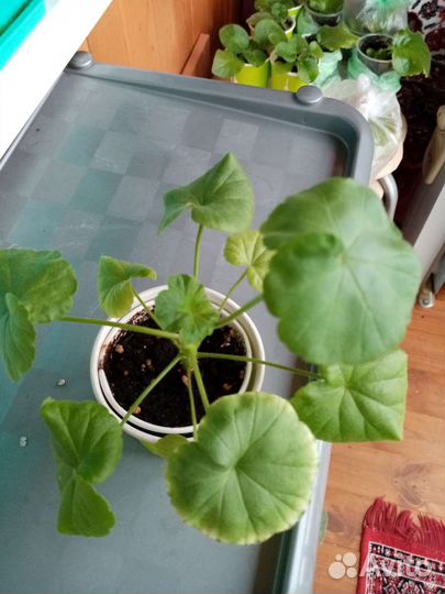 Пеларгония герань