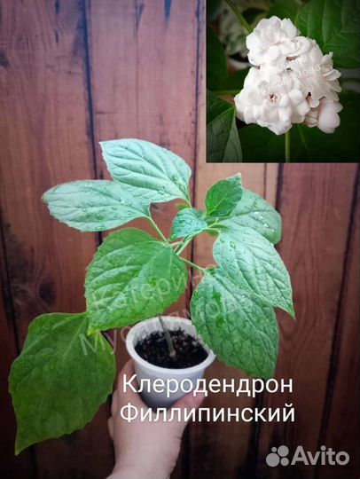 Комнатные растения