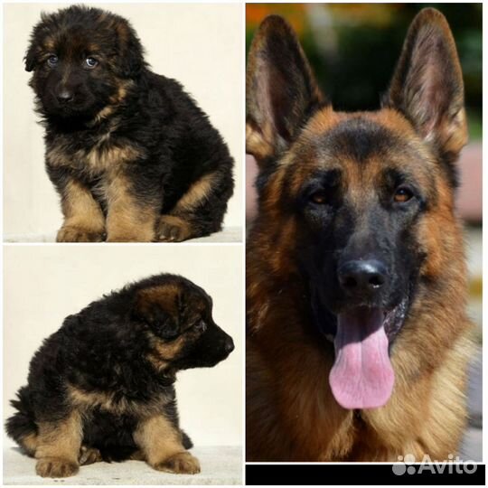 Немецкая овчарка