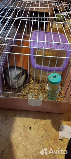 Шиншилла мальчик