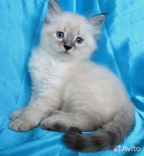 Невская маскарадная котята