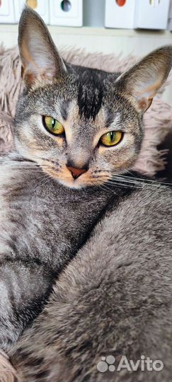 Отдам кота в добрые руки