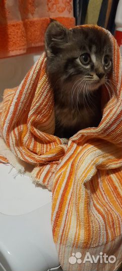 Котенок мальчик