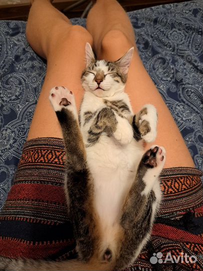 Передержка кошек