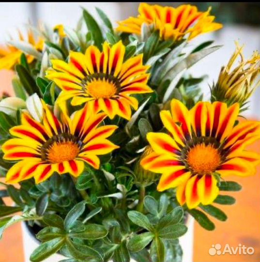 Гацания, сальвия