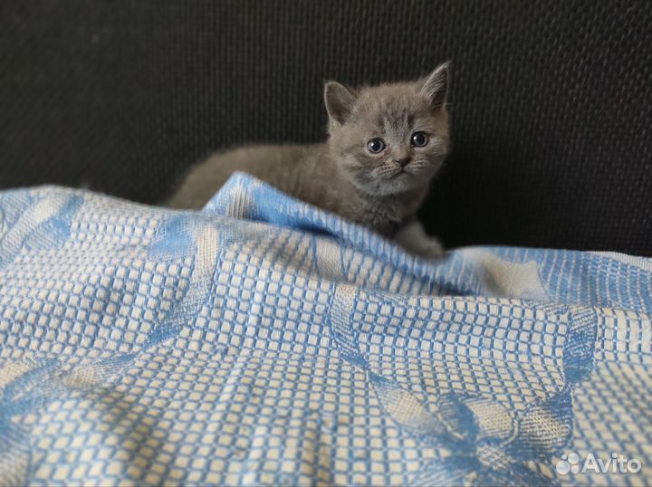 Котята
