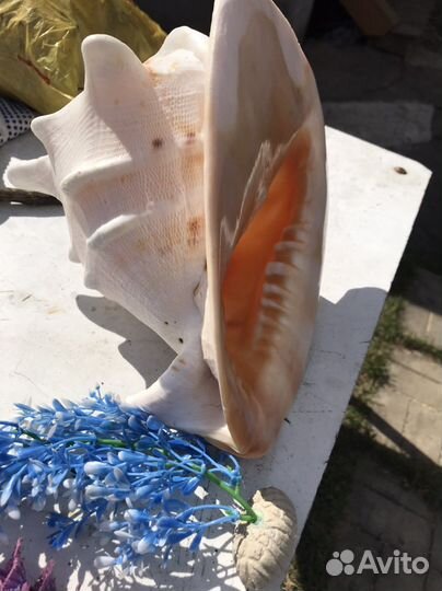 Ракушки раковины