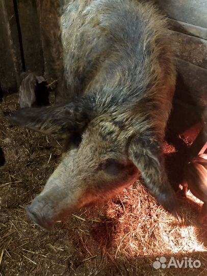 Поросята кармалы