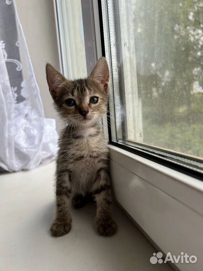 Кошки в добрые руки бесплатно