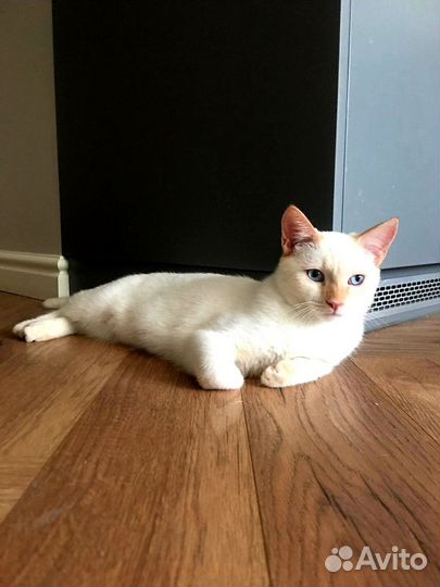 Снежок в добрые руки