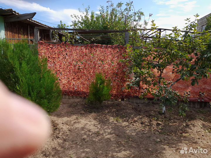 Растения для сада