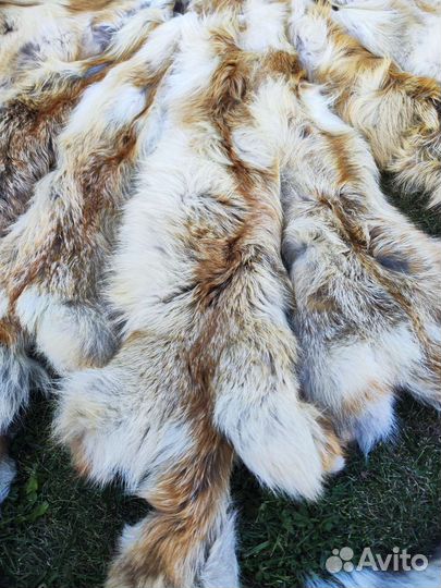 Шкура лисы