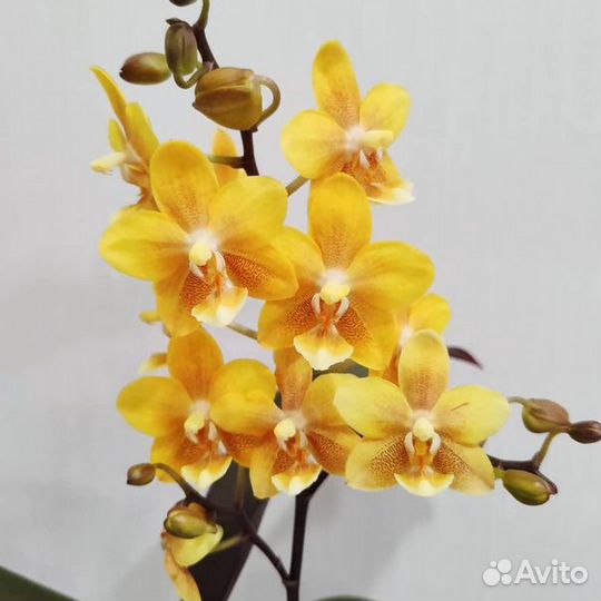 Орхидея Фаленопсис Биг Лип желтый 2 ст