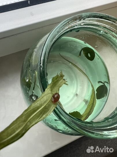 Улитки Аквариумные 3 шт