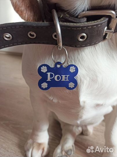 Адресники для собак