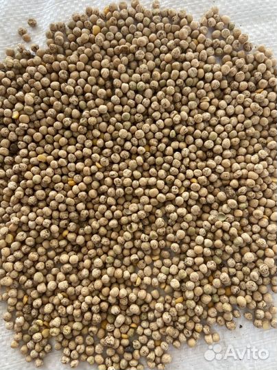 Семена зимующего гороха