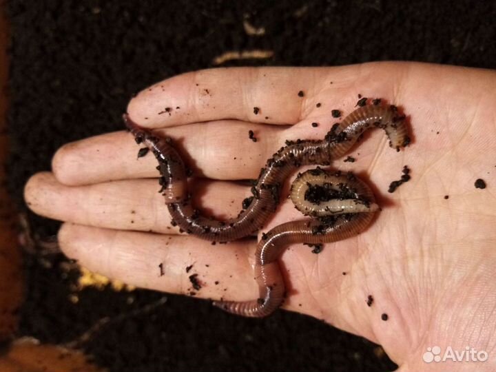 Червь для рыбалки - Дендробена